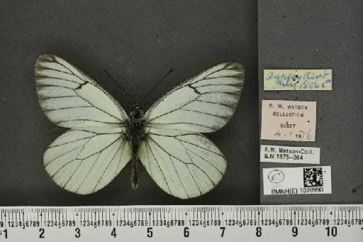 Aporia crataegi (Linnaeus, 1758) - BMNHE_1078990_70041