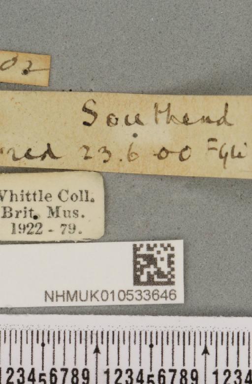 Charanyca trigrammica (Hufnagel, 1766) - NHMUK_010533646_label_587612