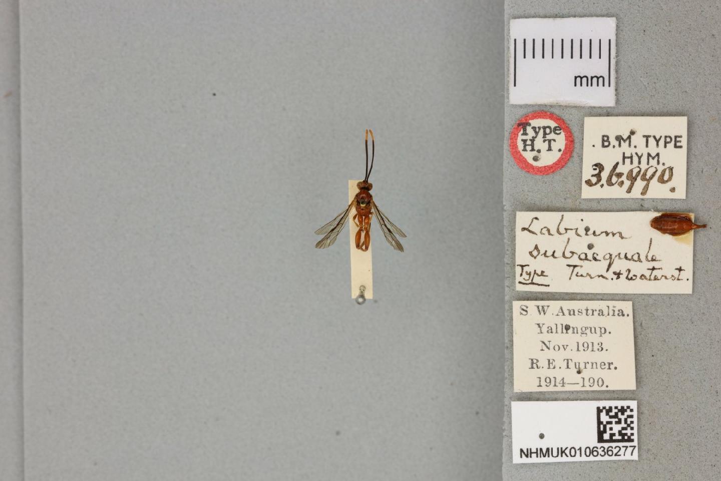 Labium subaequale
