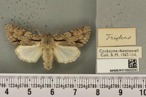 Acronicta tridens (Denis & Schiffermüller, 1775) - NHMUK_010500293_a_559361