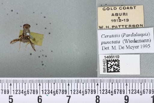 Ceratitis (Pardalaspis) punctata (Wiedemann, 1824) - BMNHE_1466119_40248