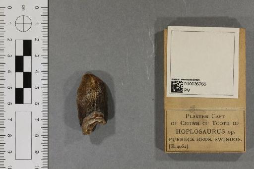 Peloneustes philarchus (Seeley, 1869) - 010036765_L010093345