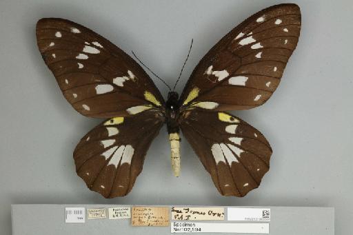 Ornithoptera victoriae regis Rothschild, 1895 - 013602530__