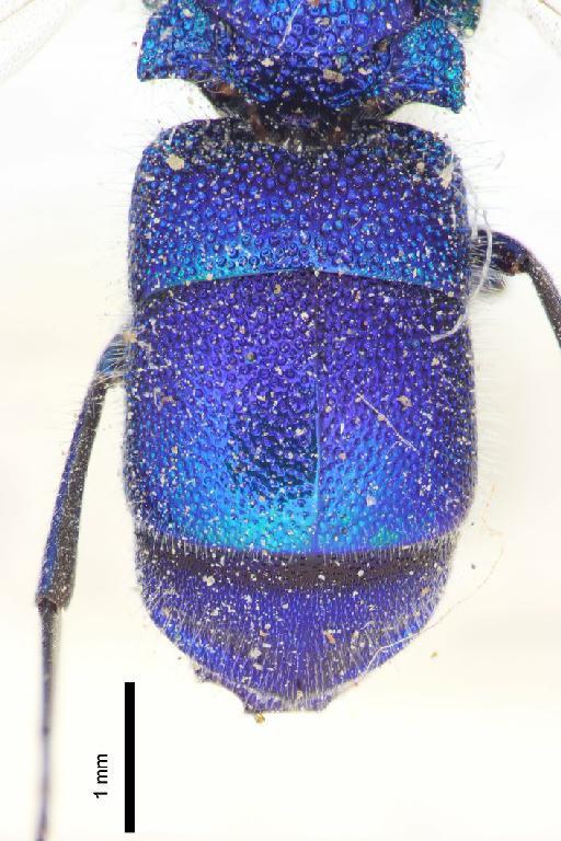 Chrysis bahadur Nurse, 1903 - Chrysis_bahadur-BMNH(E)#970887_type-metasoma_dorsal-2_5X