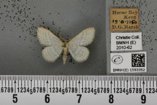 Idaea subsericeata (Haworth, 1809) - BMNHE_1593352_263660