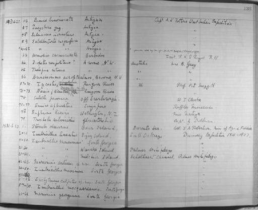 Euphione laevis - Zoology Accessions Register: Annelida & Echinoderms: 1924 - 1936: page 136