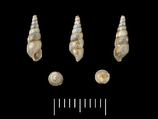 Achatina fuscidula Morelet, 1858 - 1893.2.4.291-293, Syntypes, Achatina fuscidula Morelet, 1858