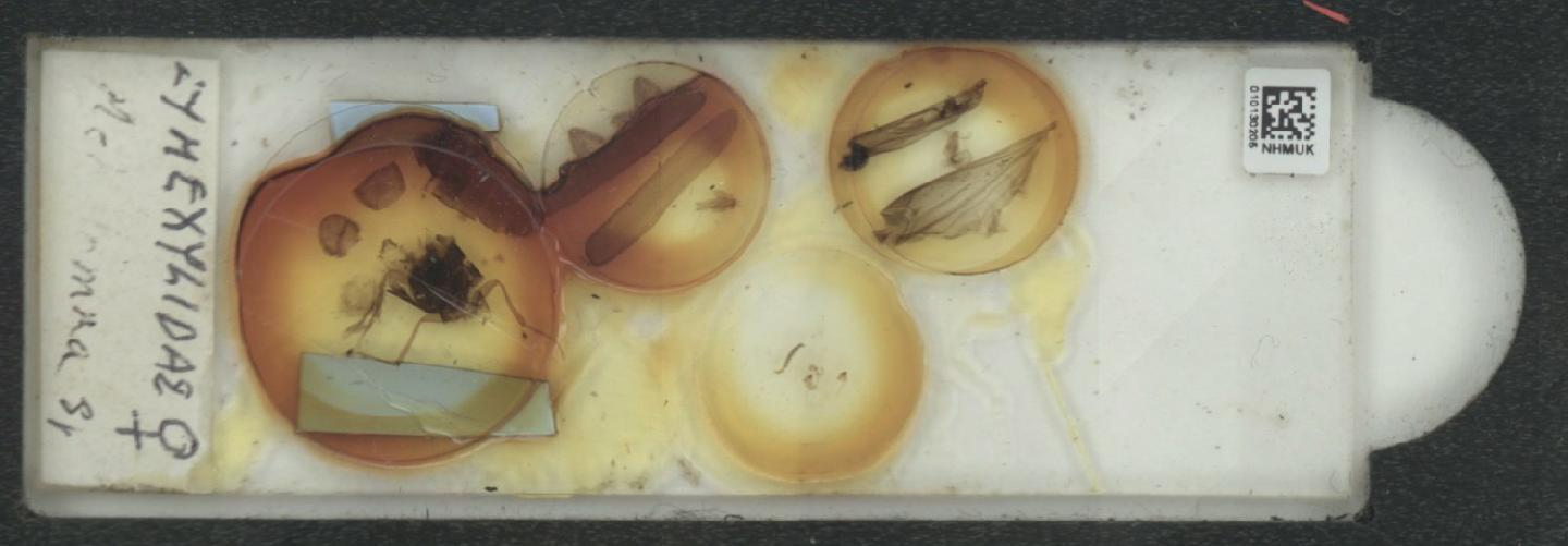 Melittomma thumbnail