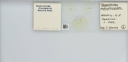 Isogonoceraia divergipennis White & Hodkinson, 1980 - 013482933_117198_1146273_157792_NonType_result