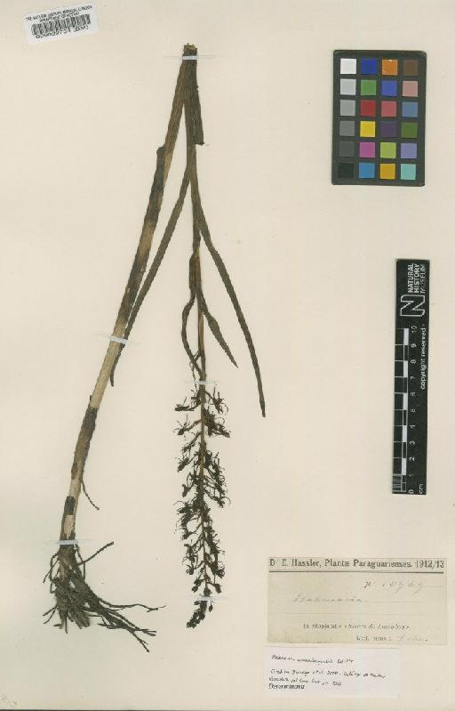 Habenaria amambayensis Schltr. - BM000032754