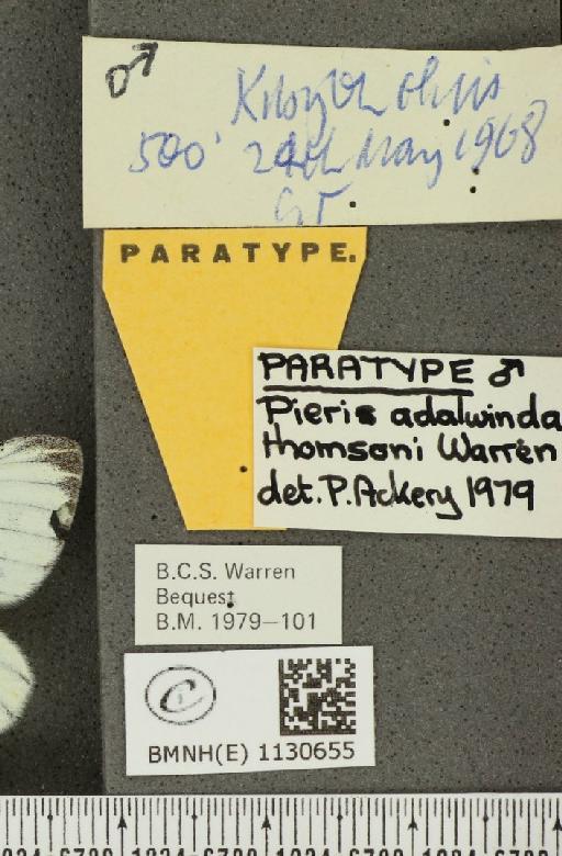 Pieris napi thomsoni Warren, 1968 - BMNHE_1130655_label_86036