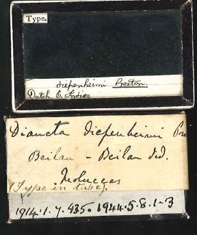 Diancta diepenheimi Preston, 1913 - 1914.1.7.435, SYNTYPE, Diancta diepenheimi Preston, 1913 -Original Label.