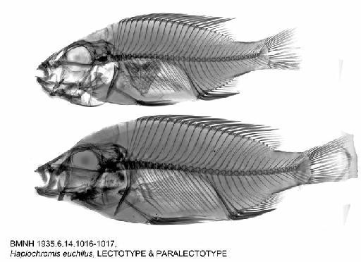 Haplochromis euchilus Trewavas, 1935 - BMNH 1935.6.14.1016-1017, Haplochromis euchilus, LECTOTYPE & PARALECTOTYPE, Radiograph