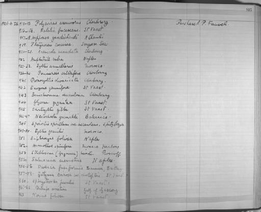 Pionosyllis divaricata Keferstein - Zoology Accessions Register: Annelida & Echinoderms: 1924 - 1936: page 86