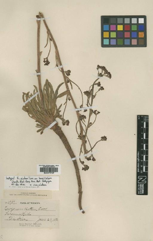 Eriogonum alatum var. alatum Torr - BM000797047
