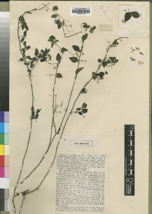 Isoglossa parvifolia Rendle - BM000931240