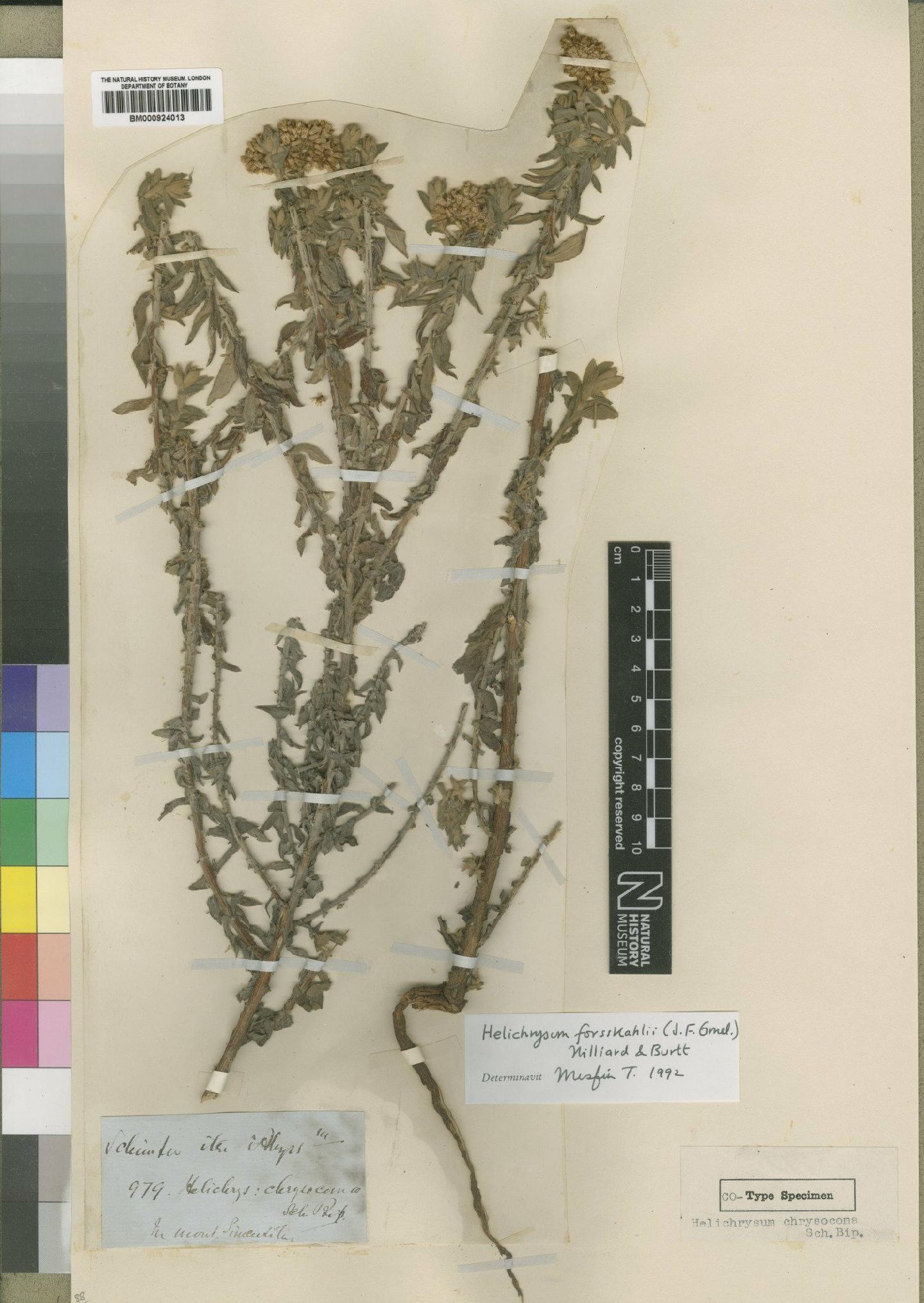 To NHMUK collection (Helichrysum forskahlii (J.F.Gmel.) Hilliard & B.L.Burtt; TYPE; NHMUK:ecatalogue:4529062)