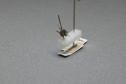 Sarcophaga (Myorhina) nigriventris Meigen, 1826 - 015092480_additional_3
