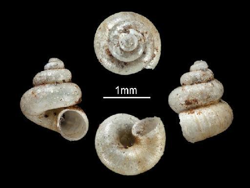 Cyathopoma innocens Sykes, 1899 - 1958.1.14.24-25, SYNTYPES, Cyathopoma innocens Sykes, 1899