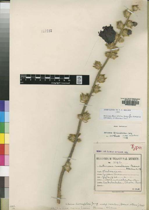 Hibiscus diversifolius subsp. rivularis (Bremek. & Oberm.) Exell - BM000645532