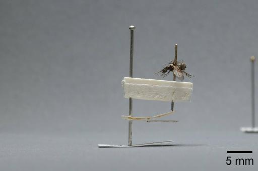 Sarcophaga (Myorhina) nigriventris Meigen, 1826 - 015091791_lateral