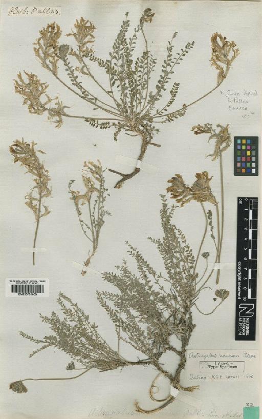 Astragalus reduncus Pall. - BM000751000