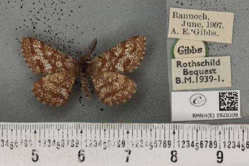 Ematurga atomaria (Linnaeus, 1758) - BMNHE_1920309_486183