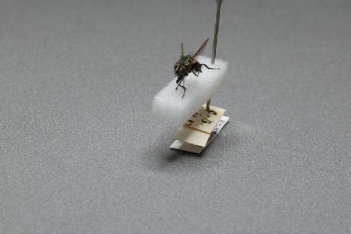 Sarcophaga (Myorhina) nigriventris Meigen, 1826 - 015091919_additional_3