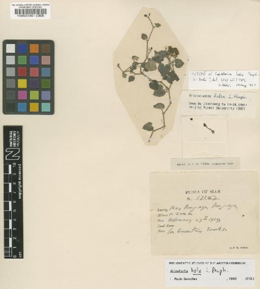 Aristolochia helix Phuph. - BM000528451