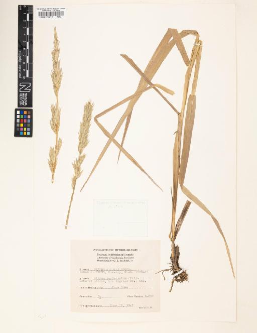 Elymus glaucus Buckley × E. condensatus J.Presl - 000060091