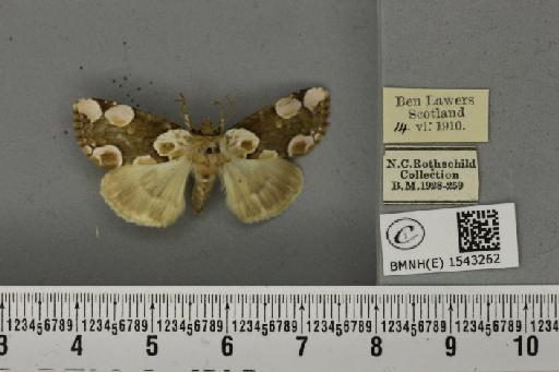 Thyatira batis (Linnaeus, 1758) - BMNHE_1543262_234929