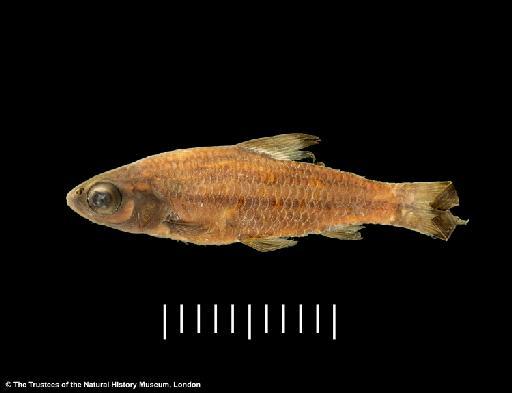 Neolebias trewavasae Poll & Gosse, 1963 - BMNH 1948.1.14.11, Neolebias trewavasae