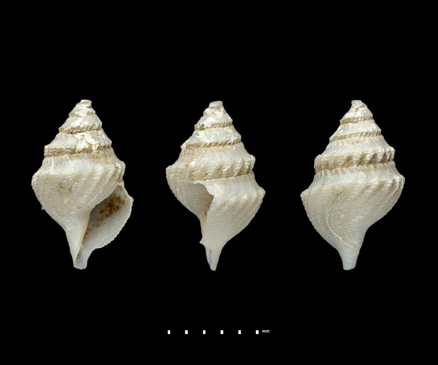 To NHMUK collection (Gymnobela adenica Sysoev, 1996; HOLOTYPE; NHMUK:ecatalogue:2735842)