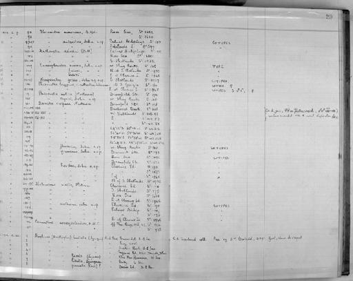 Isometra vivipara Mortensen, 1917 - Zoology Accessions Register: Echinodermata: 1935 - 1984: page 29