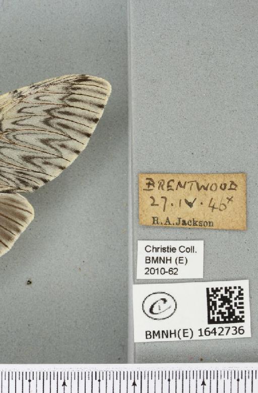 Cerura vinula (Linnaeus, 1758) - BMNHE_1642736_label_241411