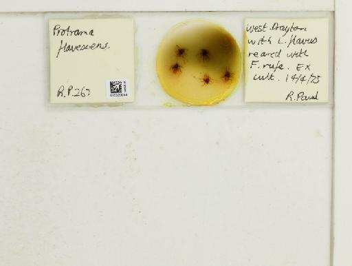 Protrama flavescens Koch, 1856 - 015320053_112958_1095793_835815_NoStatus