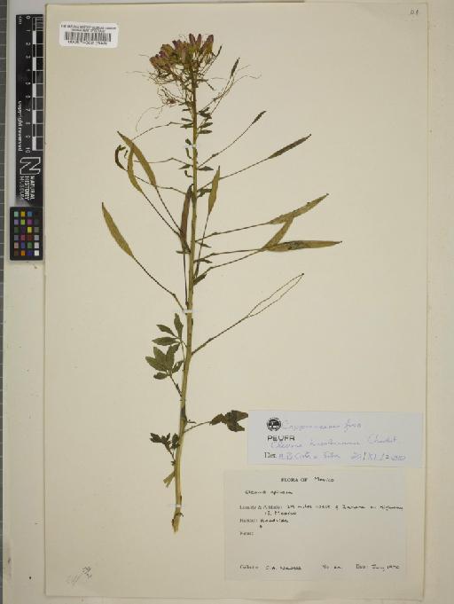 Cleome hassleriana Chodat - BM000574082