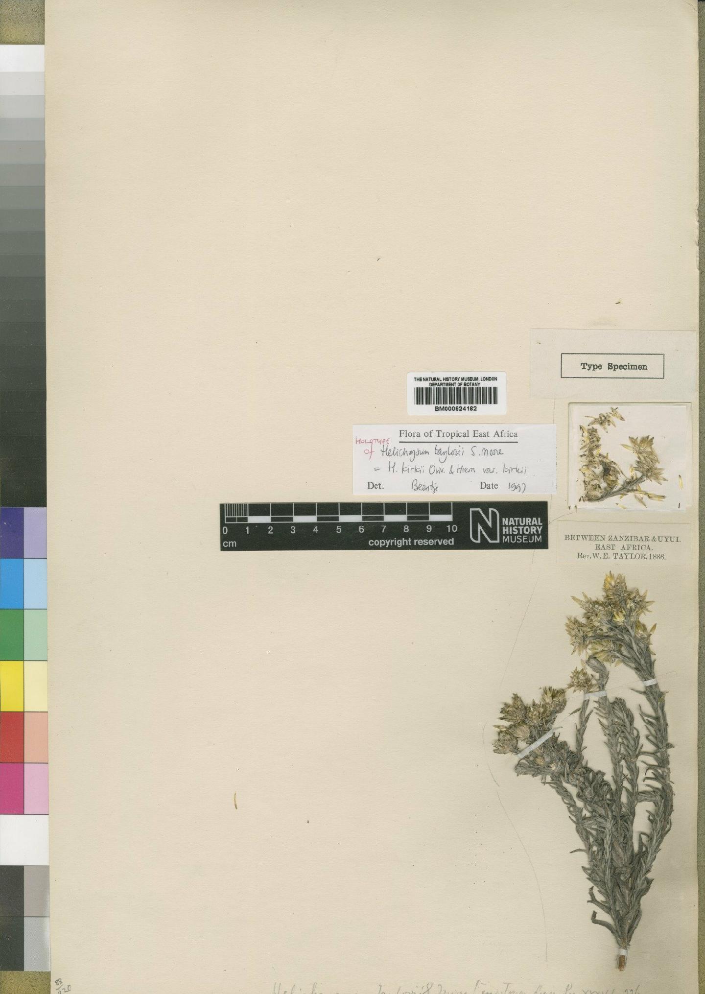 To NHMUK collection (Helichrysum kirkii var. kirkii Oliv. & Hiern; Holotype; NHMUK:ecatalogue:4529190)