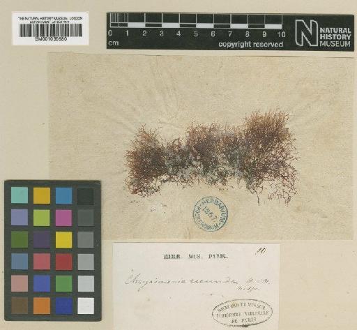 Lomentaria secunda (Hook.f. & Harv.) V.J.Chapm. - BM001039550