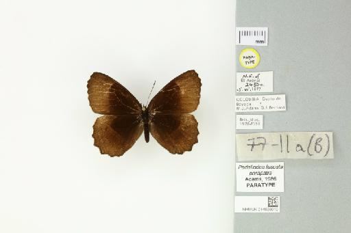 Pedaliodes fuscata parapatra Adams, 1986 - 014539019_Pedaliodes_fuscata_parapatra_Adams_1986_PT