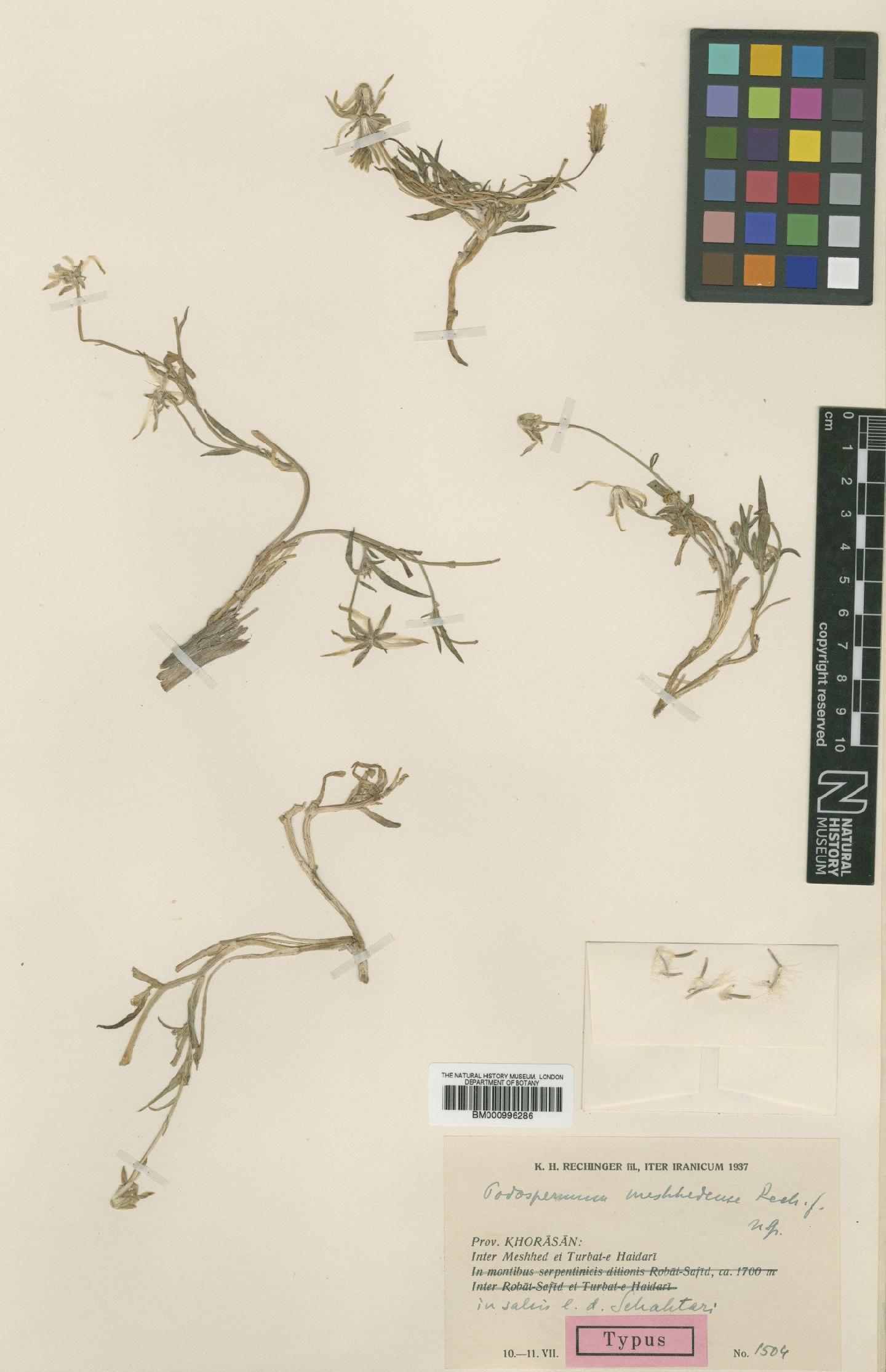 To NHMUK collection (Scorzonera meshhedensis (Rech.f.) Rech.f.; Type; NHMUK:ecatalogue:481405)