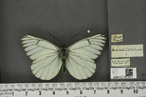 Aporia crataegi (Linnaeus, 1758) - BMNHE_1079078_a_70149