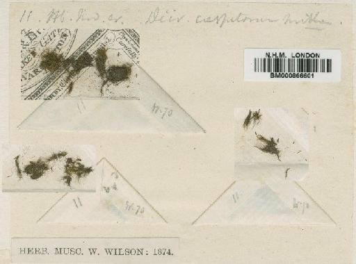 Dicranodontium caespitosum Mitt. - BM000866601