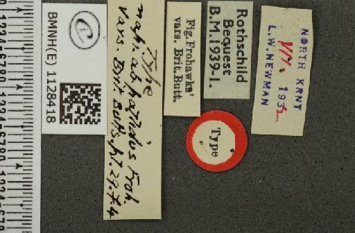 Pieris napi sabellicae ab. pallidus Frohawk, 1938 - BMNHE_1128418_label_81457