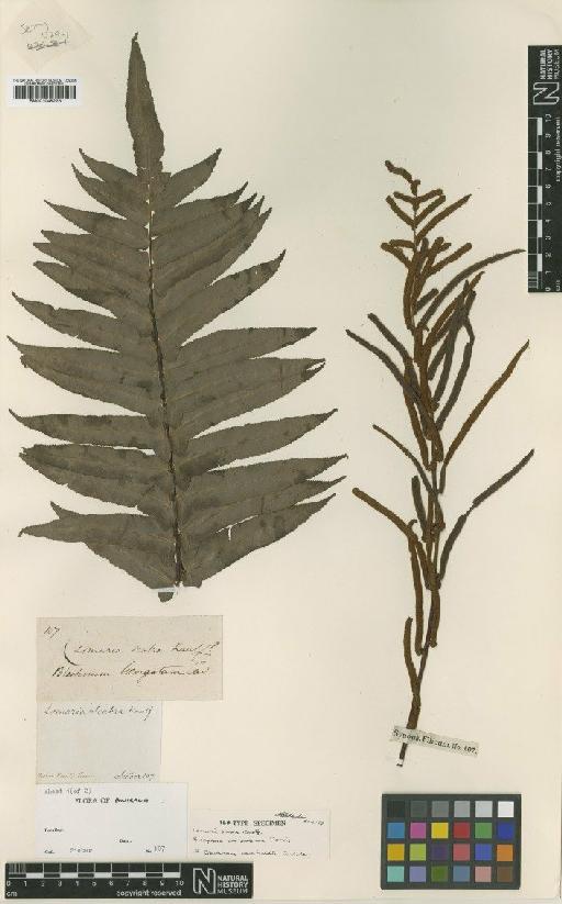 Blechnum camfieldii Tindale - BM001048223