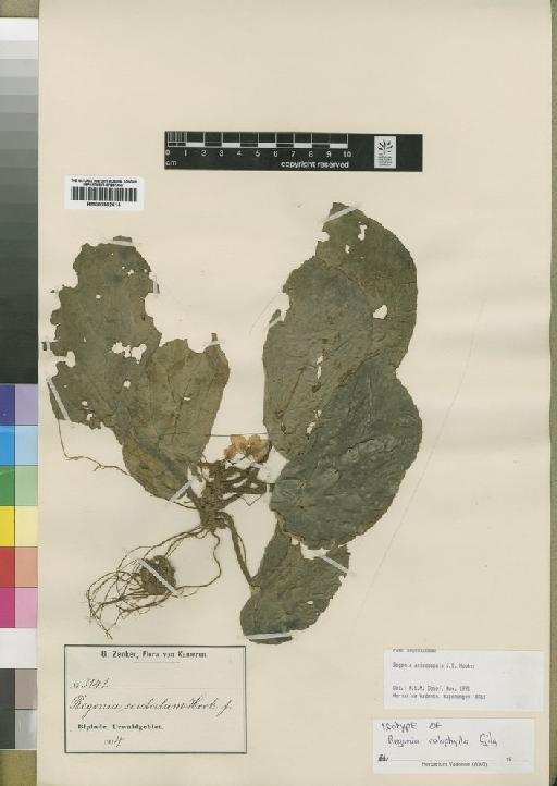 Begonia calophylla Gilg - BM000902614