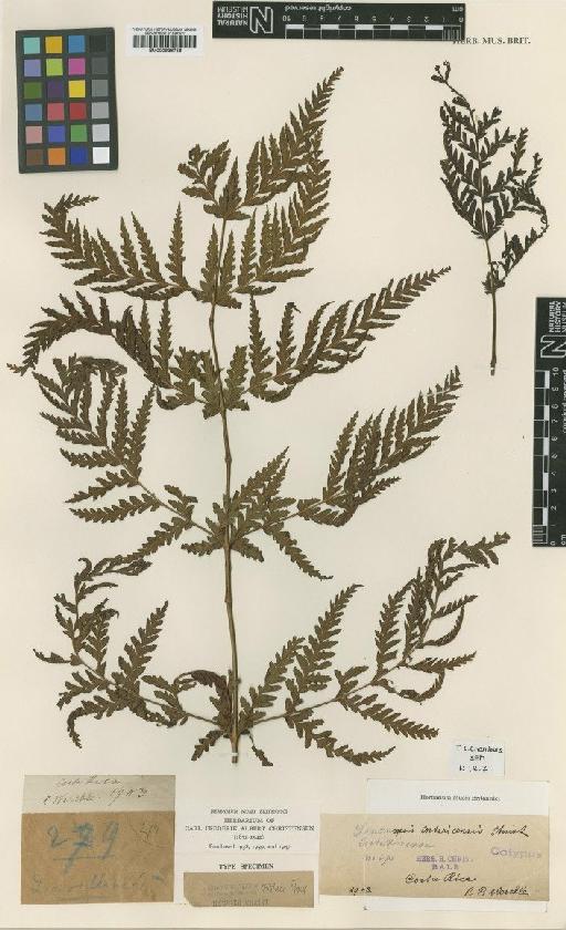 Loxomopsis costaricensis Christ - BM000936756
