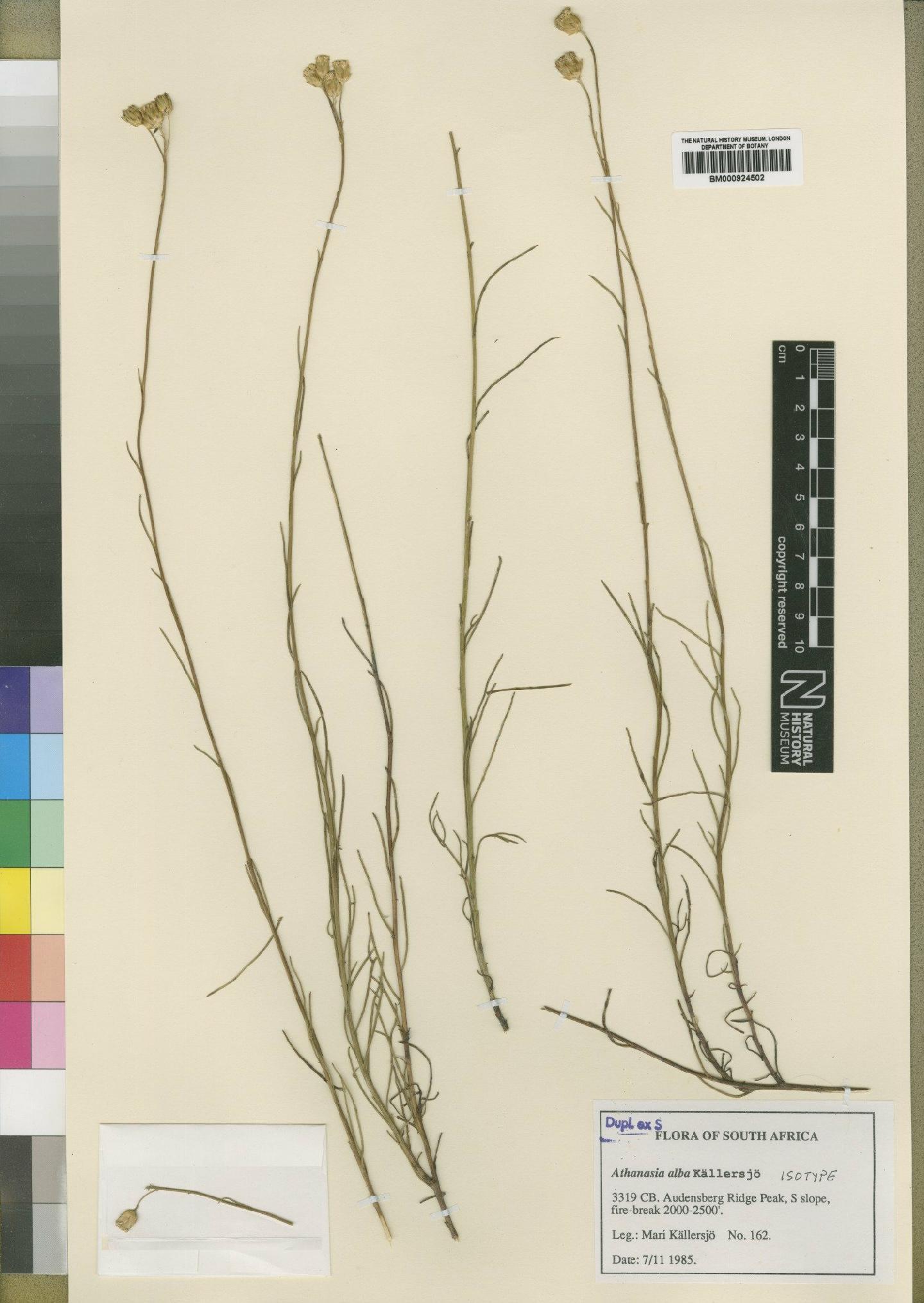 To NHMUK collection (Athanasia alba Källersjö; Isotype; NHMUK:ecatalogue:4529516)