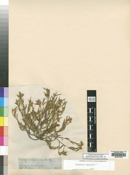 Crotalaria sagittalis L. - Spruce - BM000778342