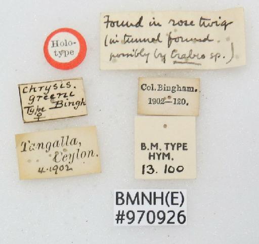 Chrysis greeni Bingham, C.T., 1903 - Chrysis_greeni-BMNH(E)#970926_type-labels